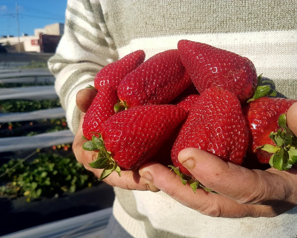 L-Imġarr se jerġa' jiċċelebra l-frotta favorita ta' ħafna