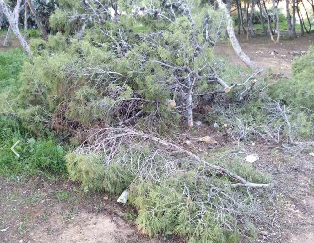 Is-Sibt iħawlu s-siġar u l-għada jsibu ħerba ftit passi 'l bogħod