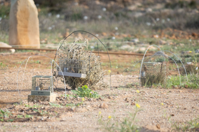 Malta terġa’ tiftaħ staġun kontroversjali tal-insib minkejja sentenzi Ewropej