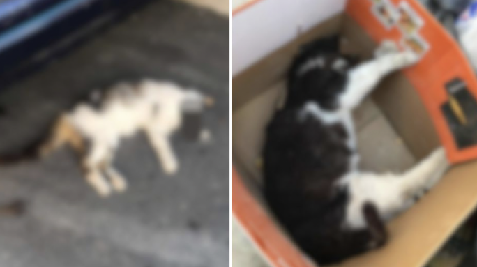 Il-qattiel tal-qtates ikkundannat sentejn ħabs