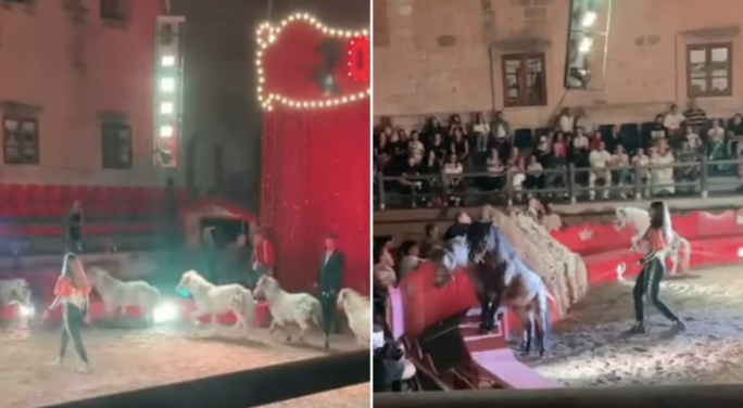 Il-Ministeru jirrevoka l-permess ta’ Circus Orfei wara li nkisru l-liġijiet tal-benesseri tal-annimali
