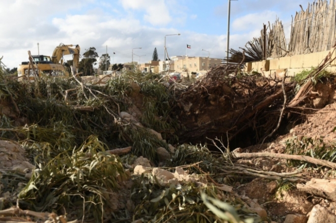 Central Link | Għaqda Siġar Maltin tikkundanna l-qerda ta' għadd ta' siġar tal-lewż