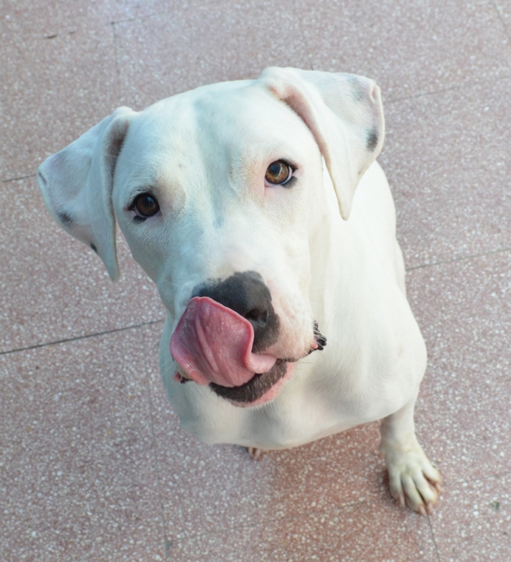 Lily, Mastiff mansa li tinsab l-MSPCA