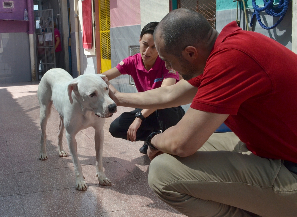 Mastiff Arġentina kwieta u mansa tiltaqa’ ma ġurnalist tal-ILLUM