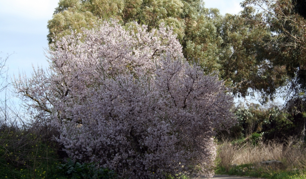 Is-siġra tal-lewż...l-unika ftit ħajja f’deżert bla ilma