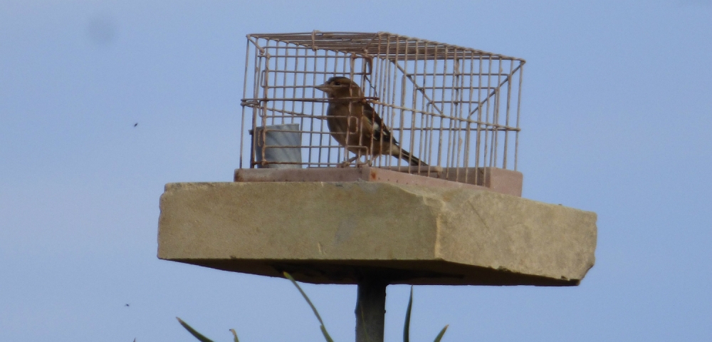 Id-deċiżjoni biex jerġgħu jinfetħu l-applikazzjonijiet għall-insib ikkundannata bħala manuvra elettorali