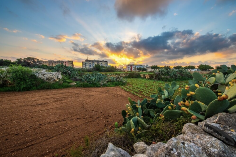 Momentum jappoġġja petizzjoni sabiex art rurali fis-Swatar tiġi salvata mill-iżvilupp