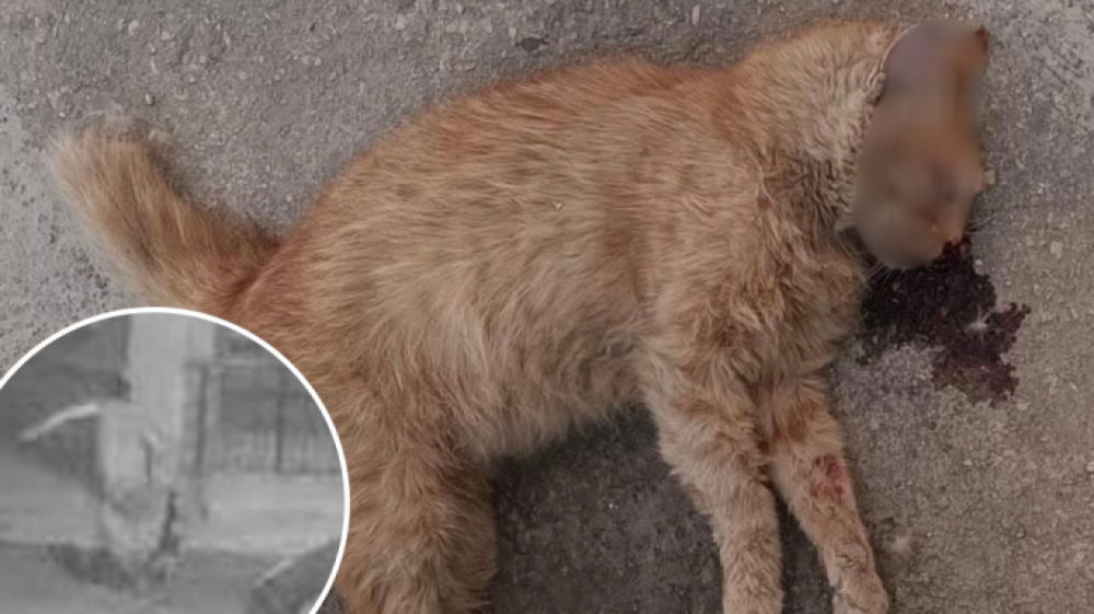 Okurama Satoshi kkundannat sentejn ħabs u multa ta’ €15,000