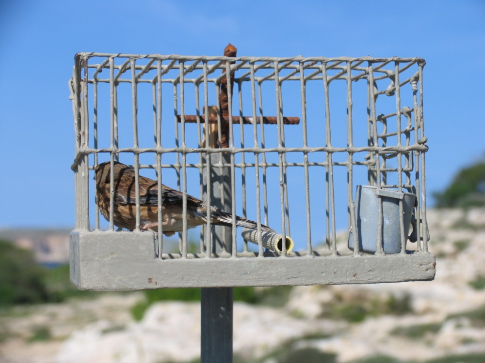Għasfur f’gaġġa li jintuża bħala lixka għall-insib ta’ għasafar tal-għana oħra, xi ħaġa li issa hija illegali (Ritratt ta’ Karen Varnham)