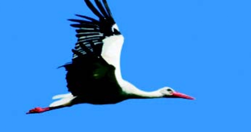 Membri tal-Parlament Ewropew jipproteġu n-natura