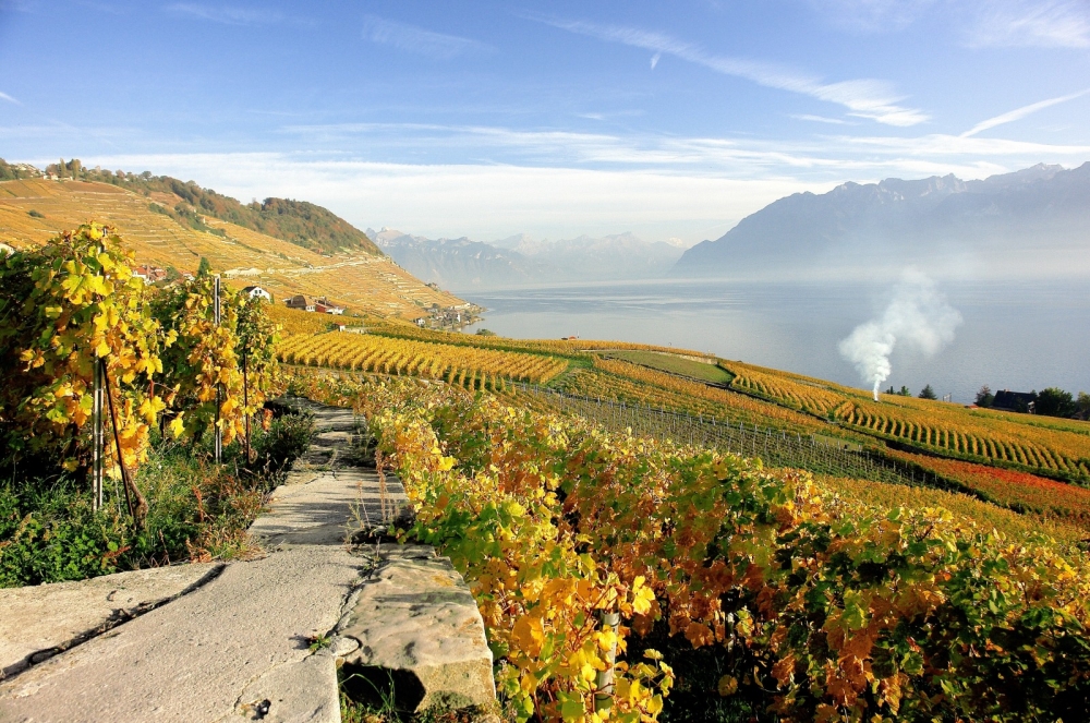 Il-kampanja u l-vineyards ta’ madwar Lausanne