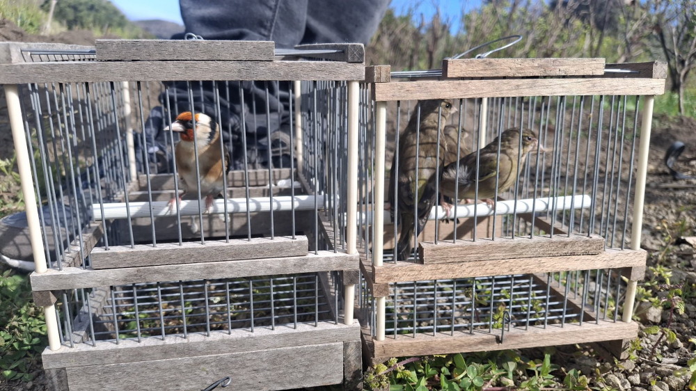Membru tal-kunsill tal-FKNK jinqabad fuq filmat iqiegħed nases għall-għasafar qabel ma fetaħ l-istaġun, tisma’ l-qorti