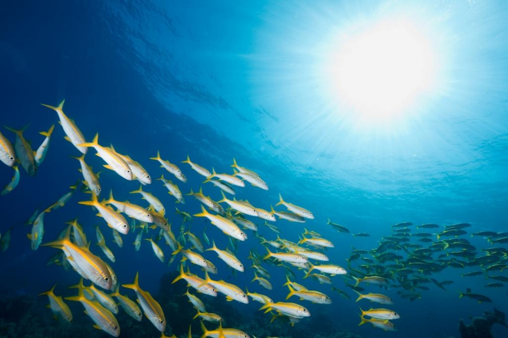 Il-ħut fil-Mediterran għadu qed jinqabad f'ammonti mhux sostenibbli
