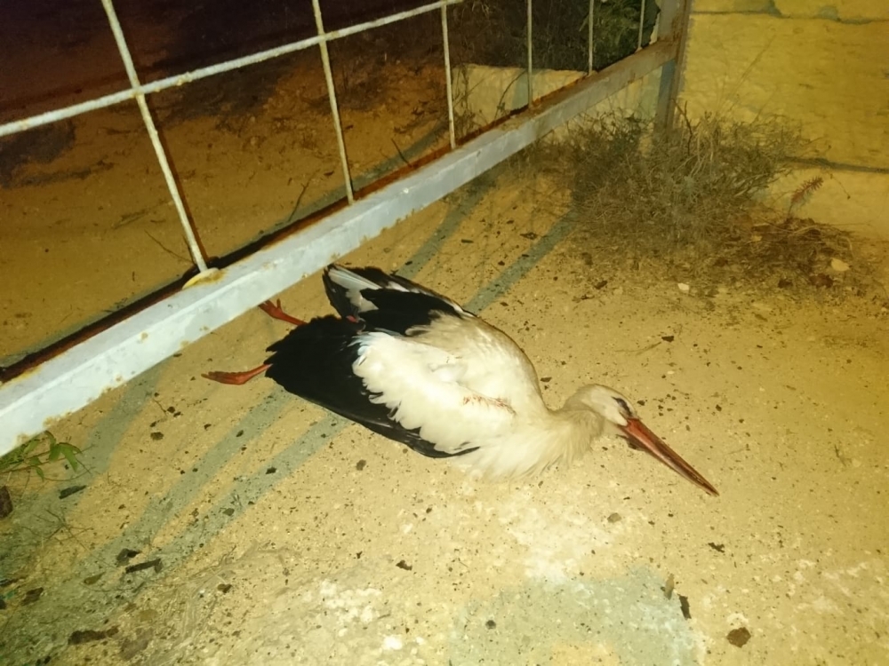 Waħda miċ-ċikonji maqtulin