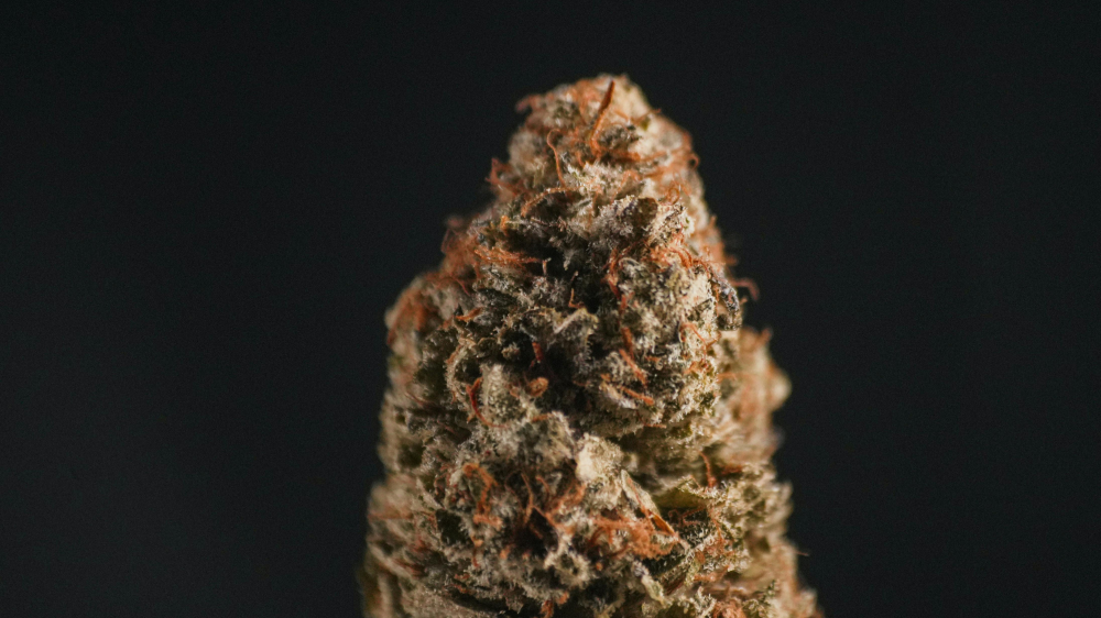 19-il sena ħabs u €35,000 multa għall-importazzjoni ta’ kważi 24 kilo kannabis