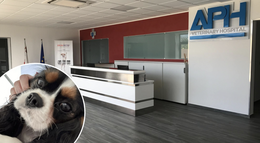 Familja tgħid li l-falliment fis-servizzi veterinarji wassal għall-mewt tal-kelba tagħhom