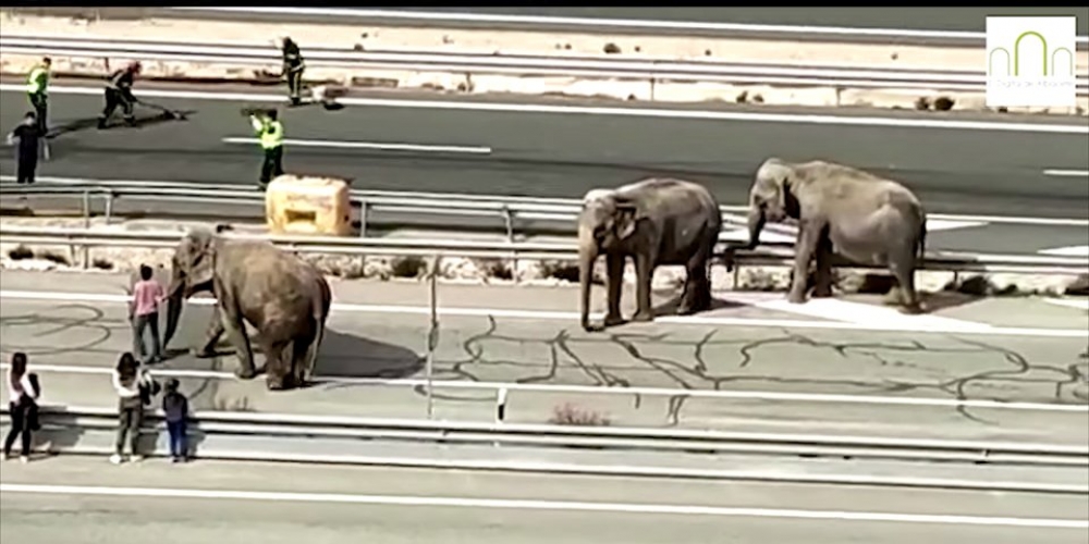 L-iljunfant mejjet fi Spanja