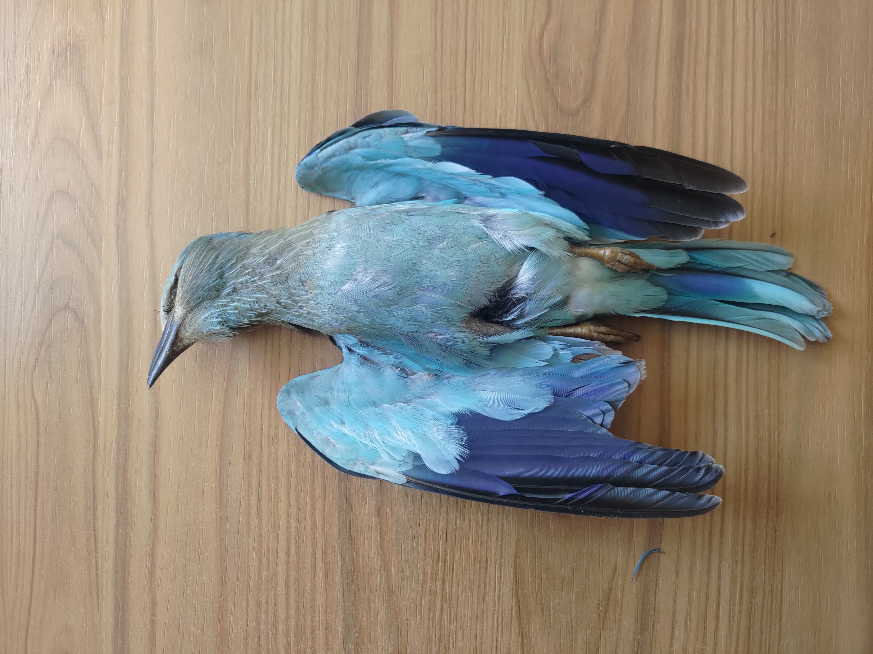 ORNIS jappoġġja bidliet fil-multi dwar għasafar protetti minkejja l-oġġezzjonijiet ta’ BirdLife