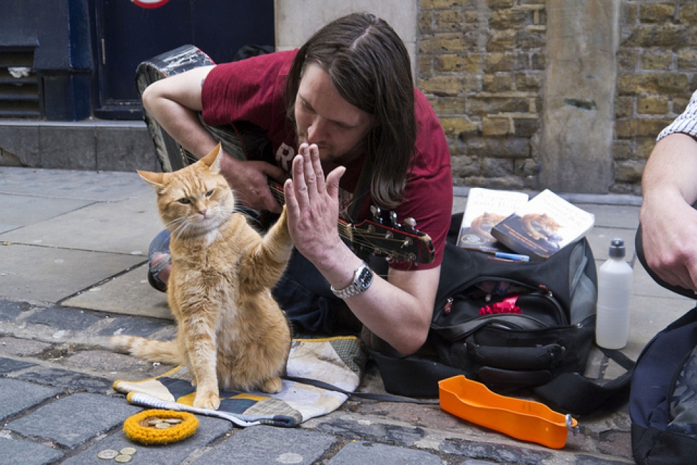 A street cat named Bob