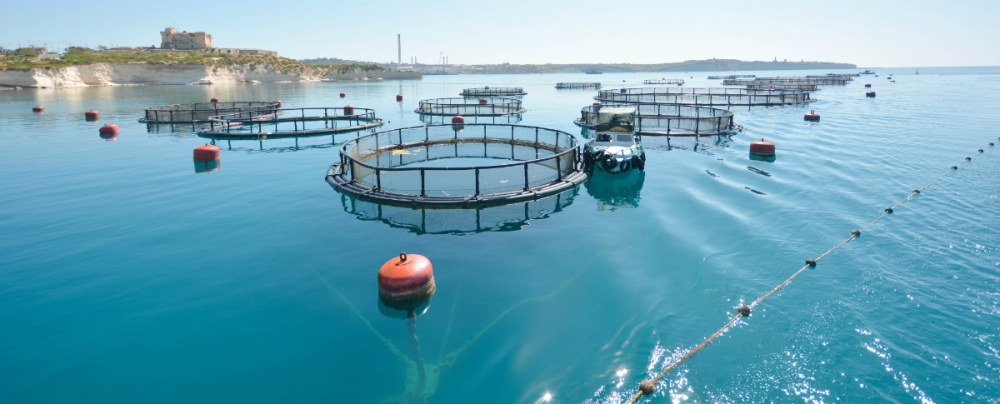 Revokati l-permessi ta’ 4 ‘fish farms’