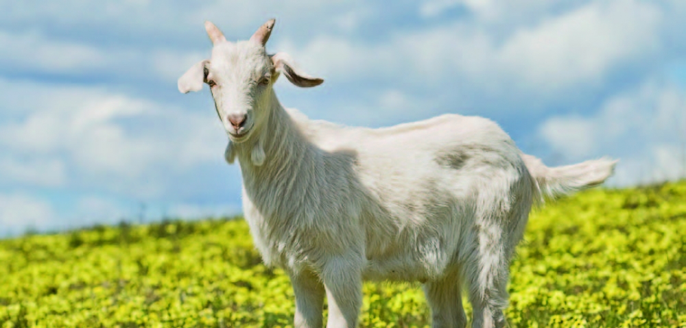 L-escape goat tal-Lejber