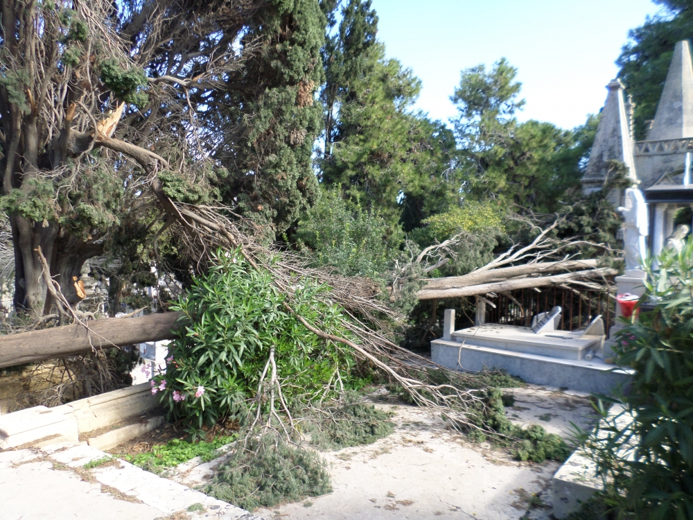 Siġar imwaqqa' l-Addolorata li għadhom ma tneħħewx