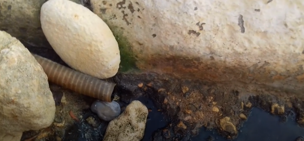 Il-pajp bil-likwidu ħiereġ minnu għall-baħar