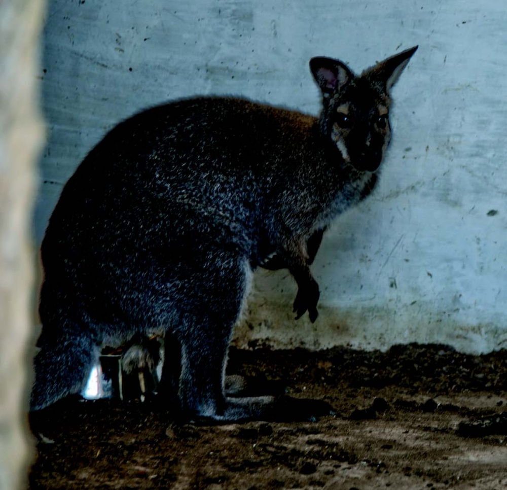 Kangaru ċkejken fl-Arka ta’ Noe fis-Siġġiewi