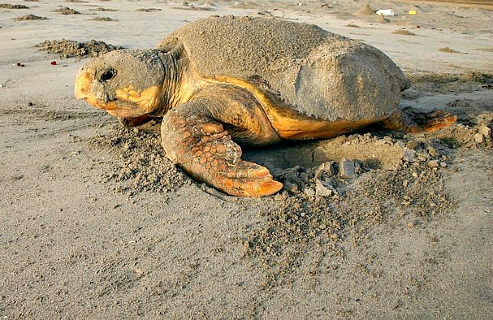 Fekruna tat-tip Loggerhead tbid fuq ir-ramla ta' Golden Bay