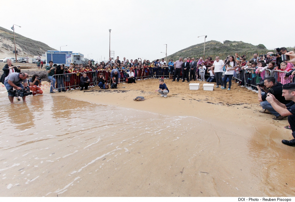 Żewġ fkieren jinħelsu fil-bajja tal-Ġnejna