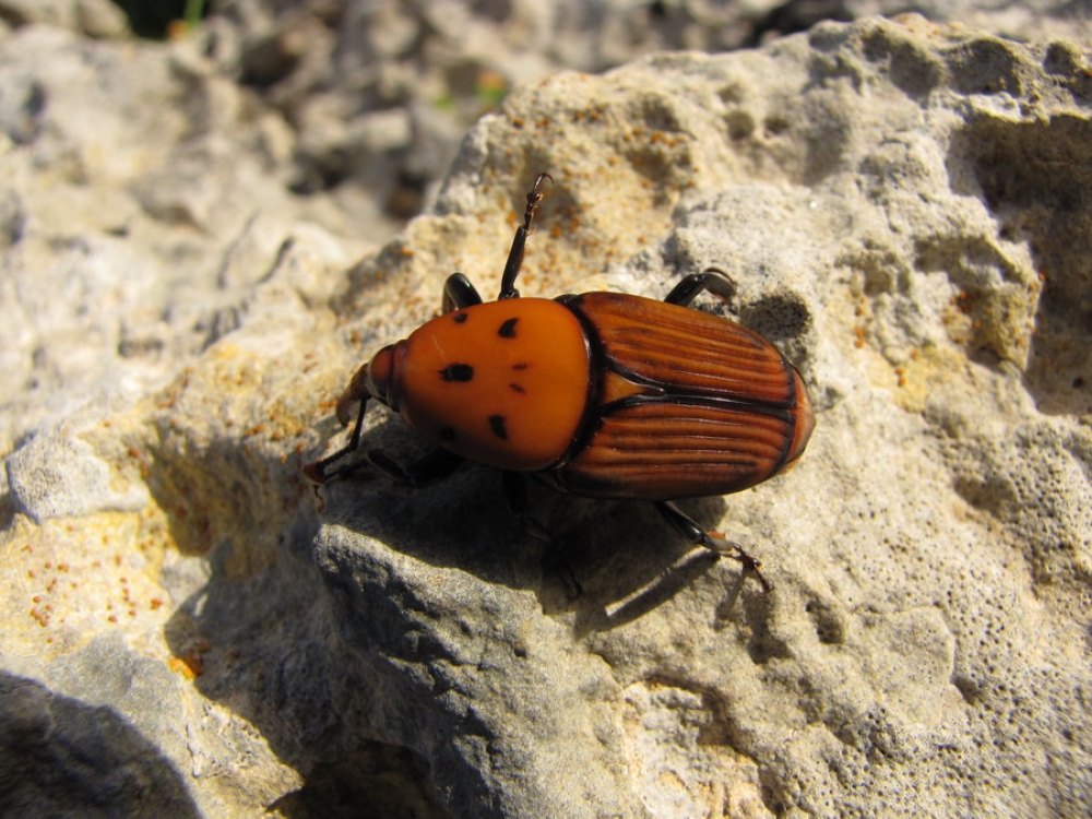Il-ħanfusa Bumunqar aħmar