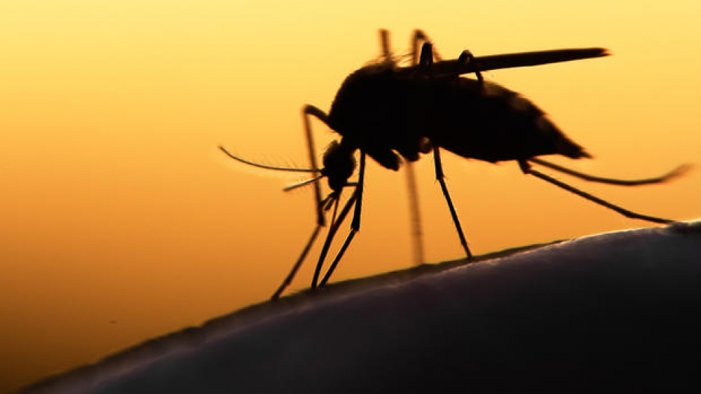 Irrapportat it-tieni każ ta' Zika f'Malta din is-sena