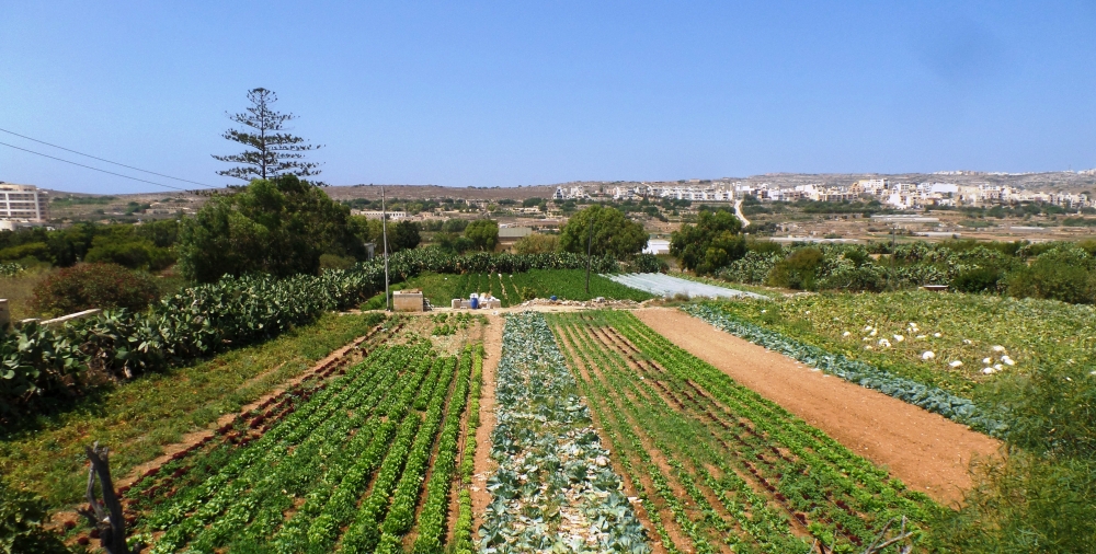 L-agrikoltura Maltija marret lura fl-aħħar għaxar snin