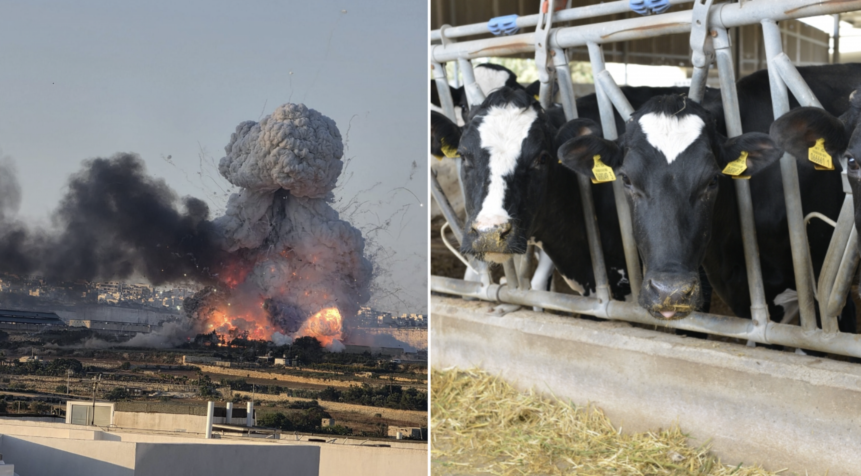 Għasafar, fniek u baqar fost l-annimali li mietu wara l-isplużjoni fil-Magħtab