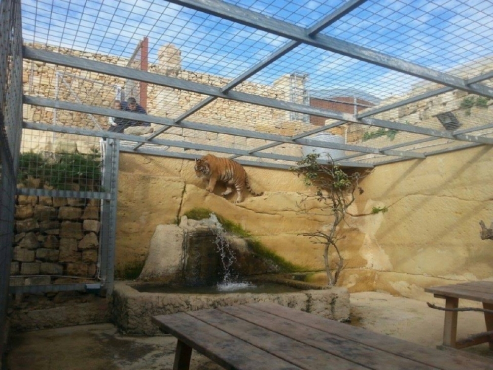Tigra Siberjana