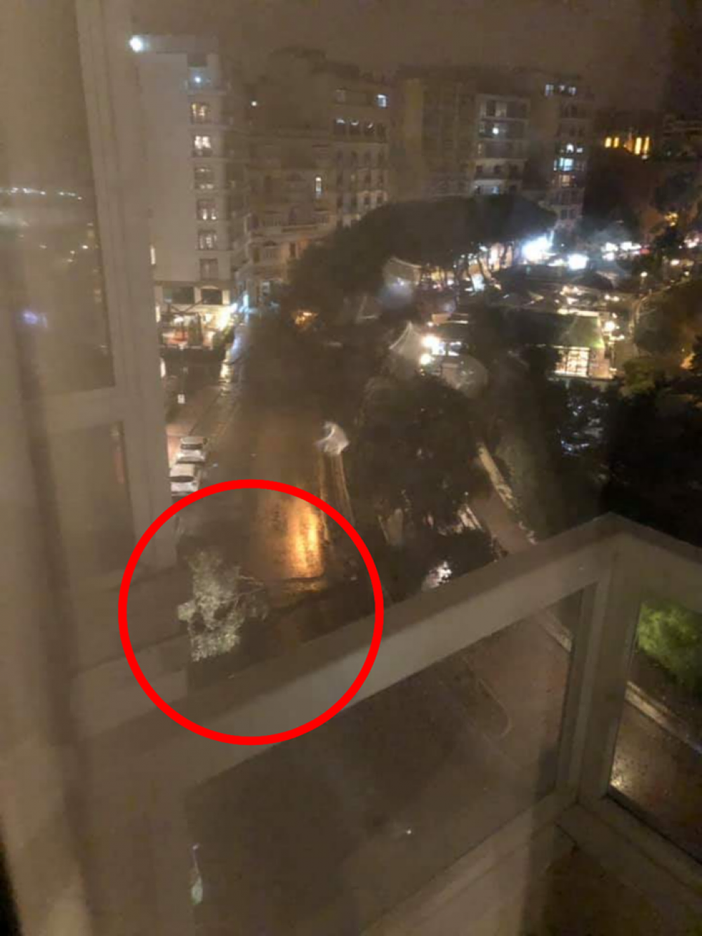 Is-siġra li qed timblokka Triq it-Torri