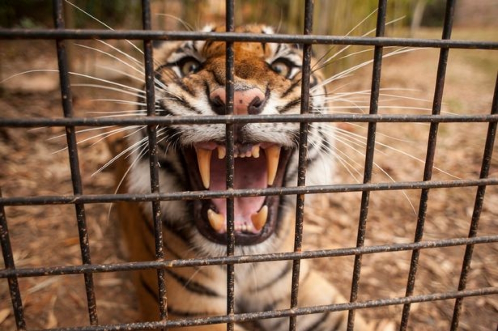 attakk ieħor ta' tigra f'Montekristo