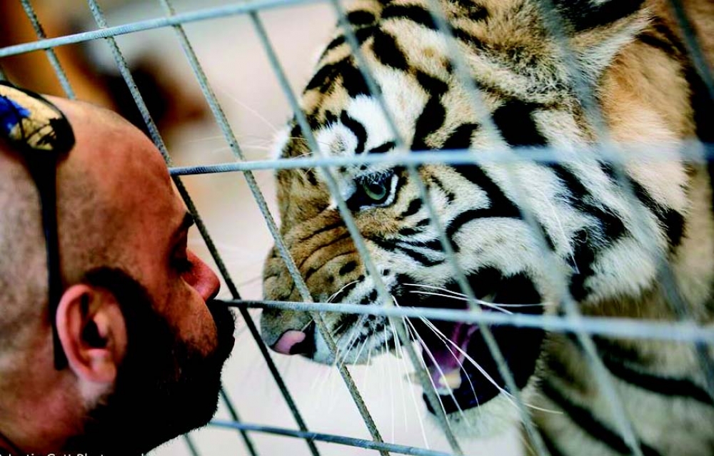 Anton m’għadux jidħol ħdejn it-tigra minħabba li minn meta saret omm saret iktar protettiva fuq uliedha