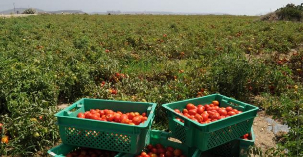 Assigurat il-ħlas fil-pront lill-bdiewa