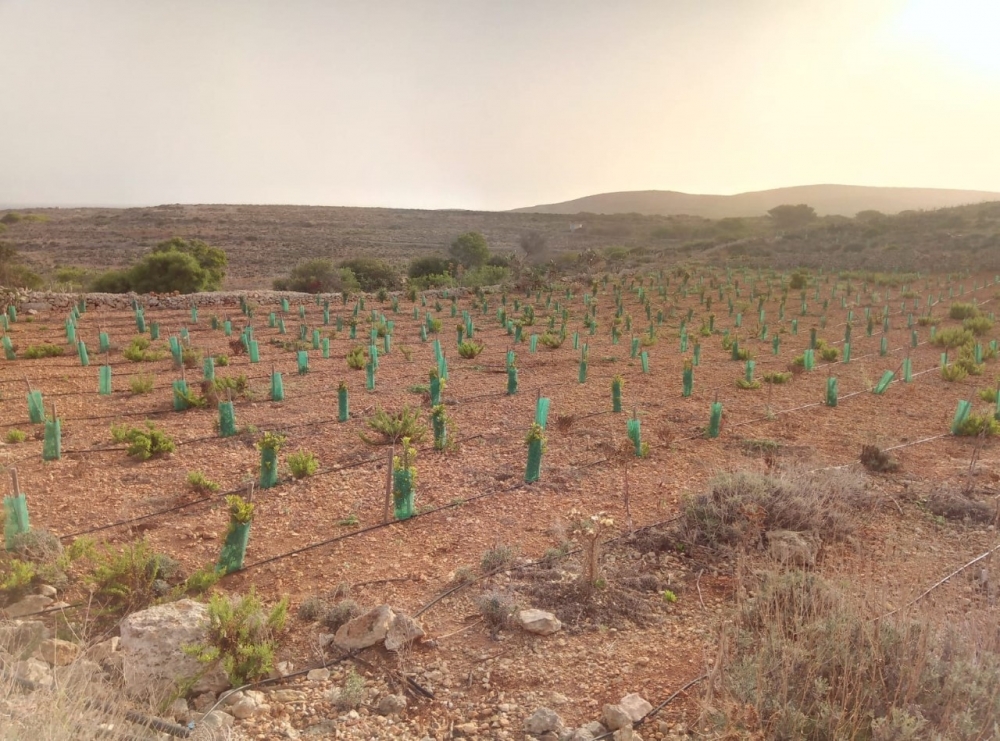 Ritratt ta' wħud mis-siġar miżrugħa