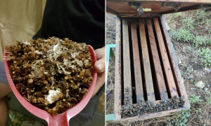 Il-Gvern se jikkumpensa lil dawk li jrabbu n-naħal għat-telf ikkawżat mill-bagħal taż-żunżan