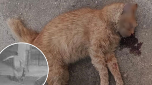 Okurama Satoshi kkundannat sentejn ħabs u multa ta’ €15,000