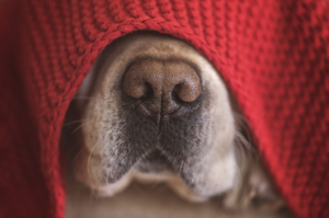 Mara mmultata €10,000 u projbizzjoni ta’ ħames snin biex iżżomm l-annimali fuq akkużi ta’ negliġenza