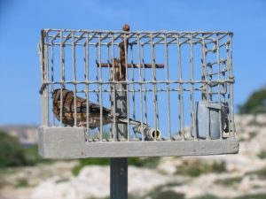 BirdLife tgħid li l-Gvern ċeda għall-pressjoni tan-nassaba