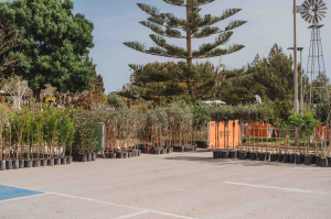 Ikomplu jinħarġu vawċers taħt l-Inizjattiva għat-Tħawwil tas-Siġar