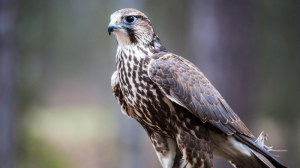Falkun instab milqut b’tiri qrib iż-Żebbuġ, Għawdex
