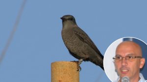 Din kollha fażulla: Il-Kap Eżekuttiv tal-BirdLife fuq id-deroga għal skopijiet ‘xjentifiċi’