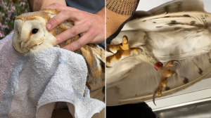 Jinstab it-tieni barbaġan bil-feriti minn tir, BirdLife twissi li l-ispeċi hija estinta