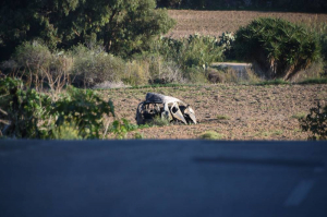 Il-ġurati jaraw ritratti mill-awtopsja ta' Daphne Caruana Galizia hekk kif tkompli x-xhieda forensika fil-ġuri ta' Yorgen Fenech