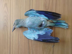 ORNIS jappoġġja bidliet fil-multi dwar għasafar protetti minkejja l-oġġezzjonijiet ta’ BirdLife